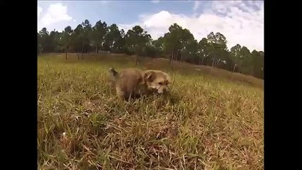 Morkie puppies to adopt in Florida