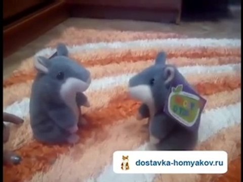 Говорящие хомяки ругаются между собой!