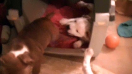 95ème vidéo de chiot staffie de la 18ème portée de Staffordland