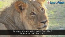 Lion vs True Believer ᴴᴰ   True Story