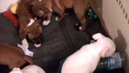 97ème vidéo de chiot staffie de la 18ème portée de Staffordland