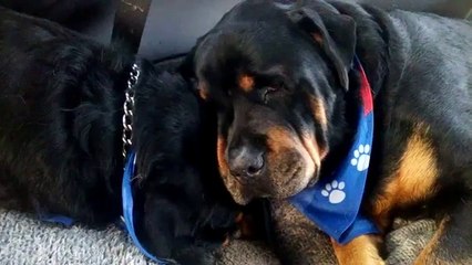 Un chien pleure la mort de son frère