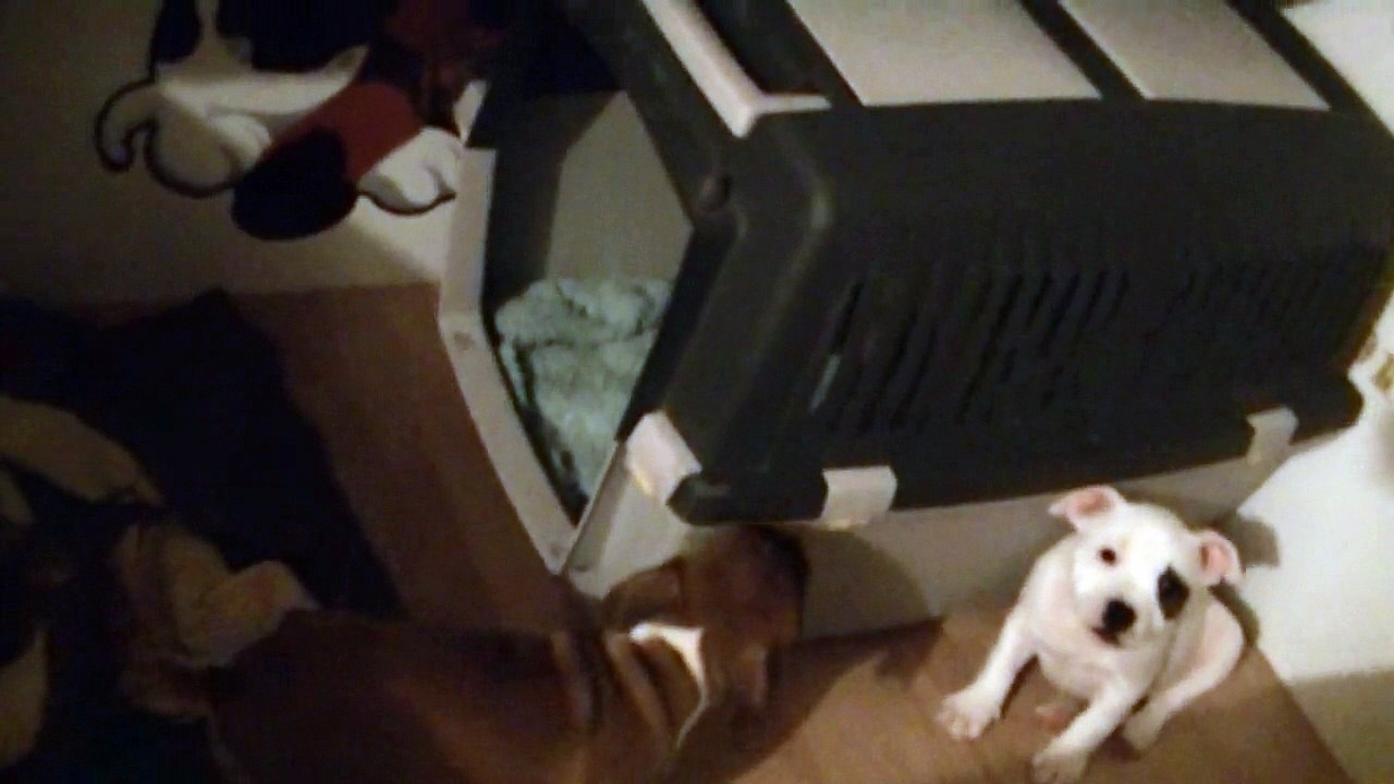 100ème vidéo de chiot staffie de la 18ème portée de Staffordland