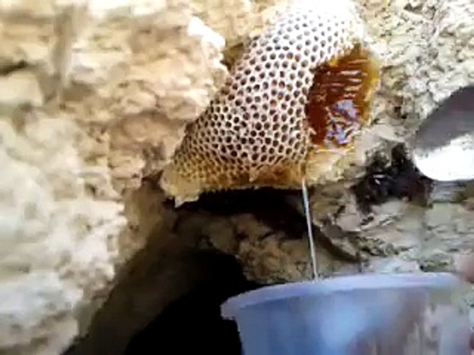 honey extraction