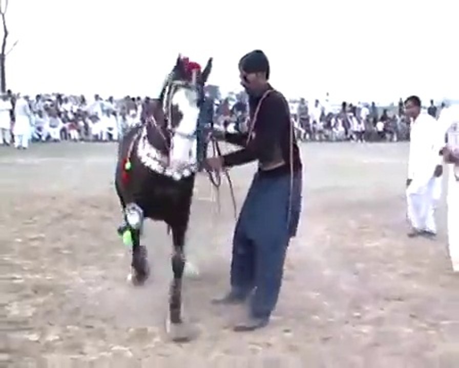 Harchahal Horse dancing maila sakrila sarai alamgi