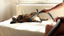 Bobo Cat Really Loves Being Vacuumed