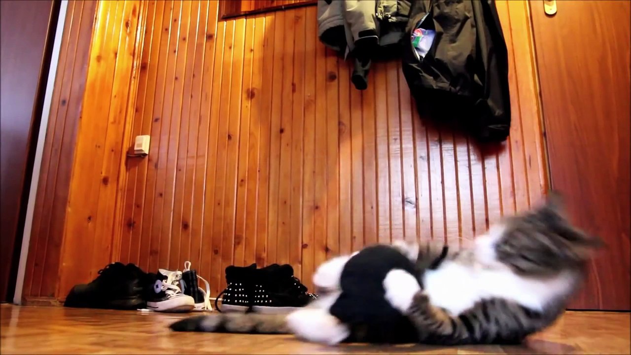 Kangaroo - Cat