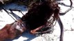 Dead Mermaid Found On Beach After Hurricane- Dailymotion