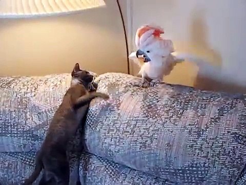 Angry parrot bothers cat - very funny ! True theatre !