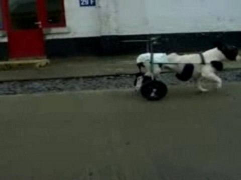 CHARIOT POUR CHIEN PARALYSE
