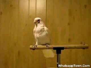 Parrot Dancing on punjabi Songs