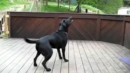 Yazık Köpeğe Bu Yapılırmı?????