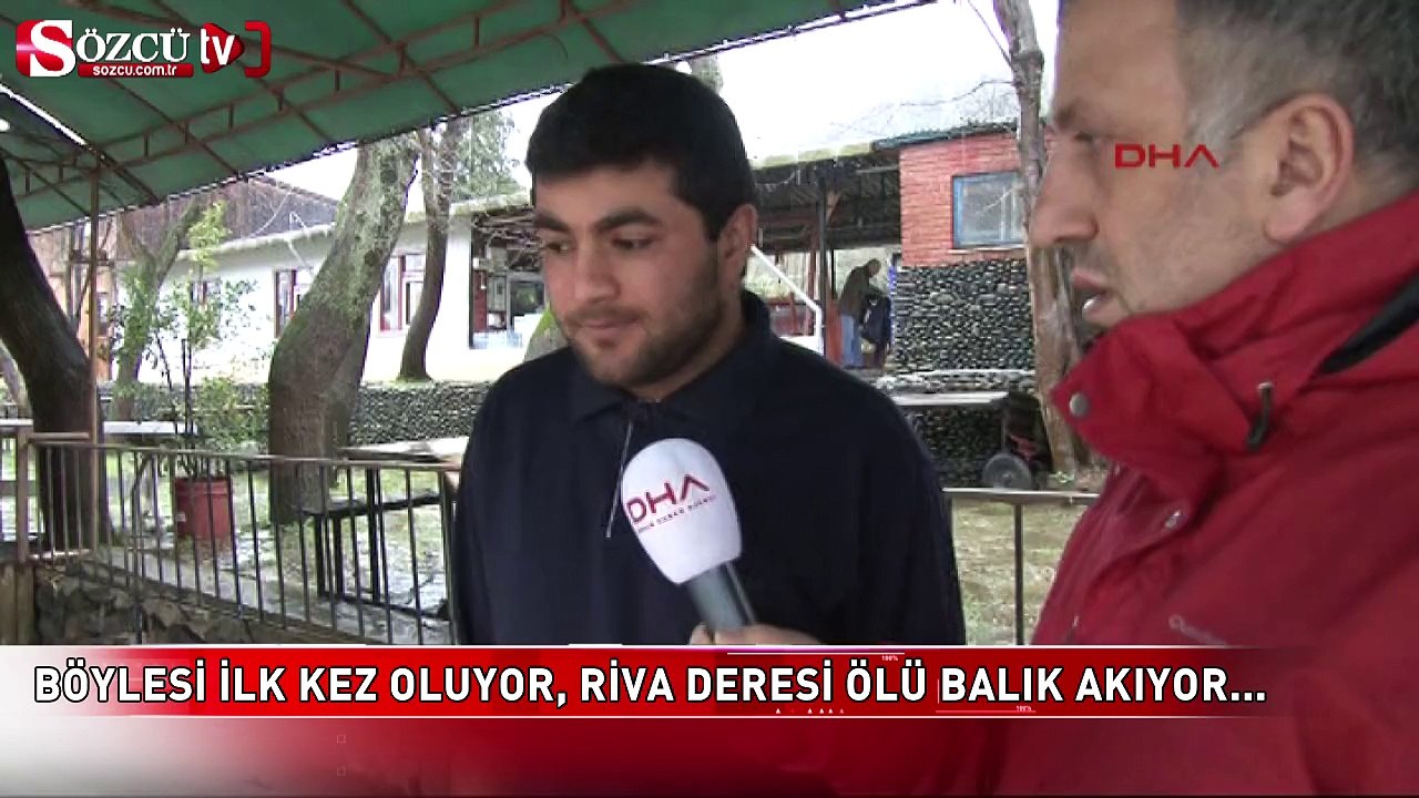 Böylesi ilk kez oluyor, Riva Deresi ölü balık akıyor!