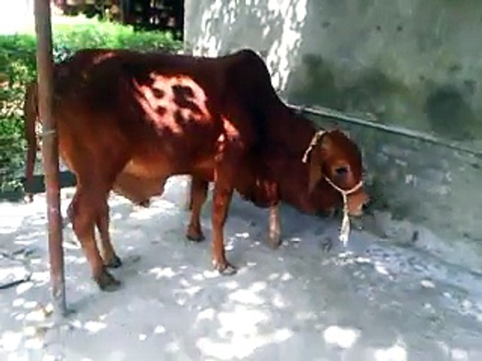 waqarchanda3