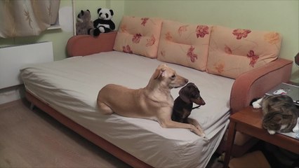Ever wonder what dogs do while waiting for you?