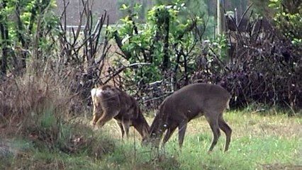 Les chevreuils de Casaque