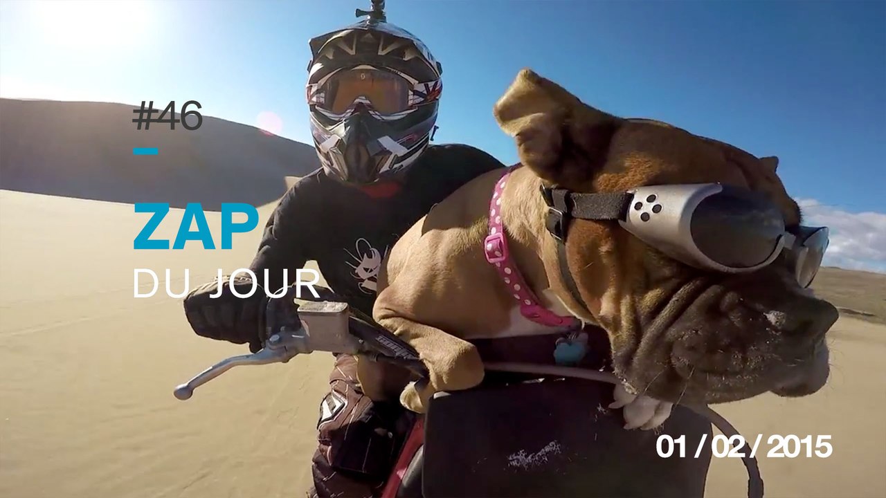 ZAP DU JOUR #46 : Plongeon dans la neige / Jenga sur un piège à souris / Ecureuil coquin / Bapt&Gael Thug life