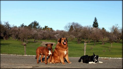 Dog training - Taking your dog training off leash