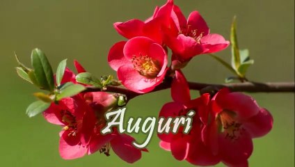 Miglior video Auguri di buon Compleanno!