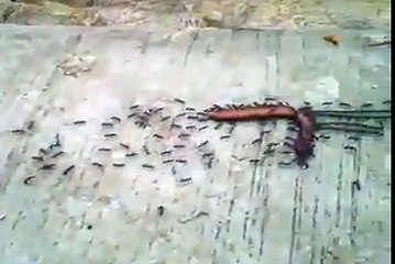 Incredible Video Of Ants Carrying A Massive Worm Will Make You Feel Unbelievably Lazy