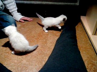 Première portée Idylle.