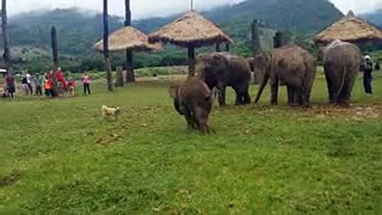 Baby elephant playing with dog