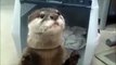 Otter Gets Juice From A Vending Machine
