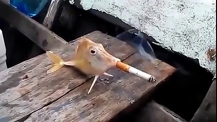 smoking funny vidoes