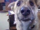 Funny Video Hilarious reaction of Dog being teased of food