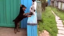 Puppy plays and annoys cat - funny!