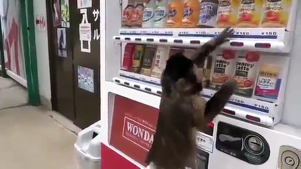 monkey funny video clips 2015 Monkeys lawlessness ,funy