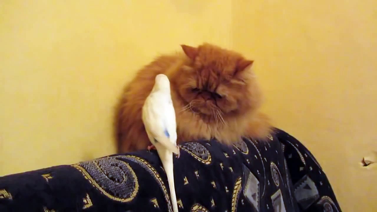 Попугай достает серьезного кота - прикол