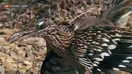 Rattlesnake vs Roadrunner