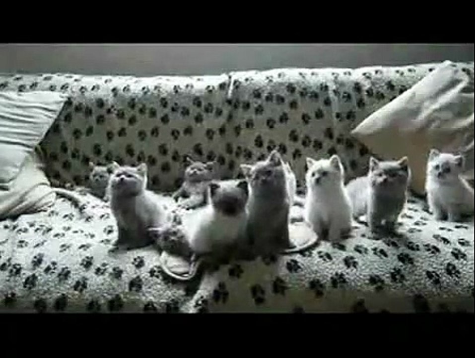 Bopping Head Kitties