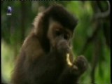 Inteligencia primate: El engaño