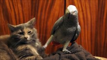 Попугай наезжает на кота: котэ, слушай меня ! Прикол !