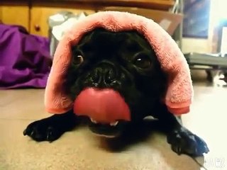 Funny Animal Videos 2015 - Bulldog Diesel Engine - Try Not to Laugh