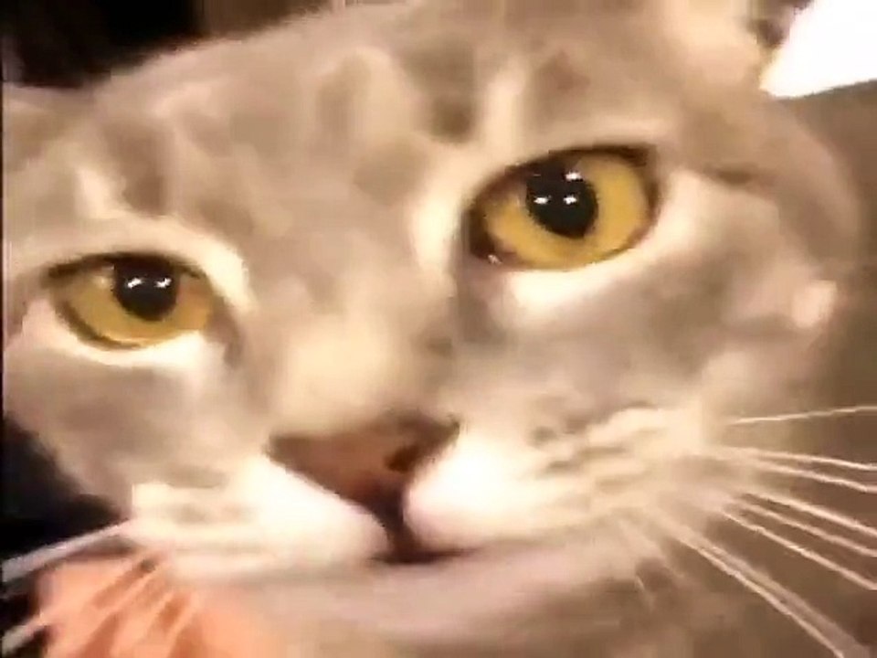 This cat can rap