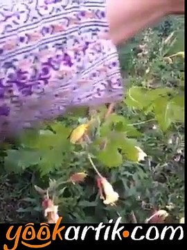 Ezan Çiçeğinin Ezan Okunurken Açma Anları.