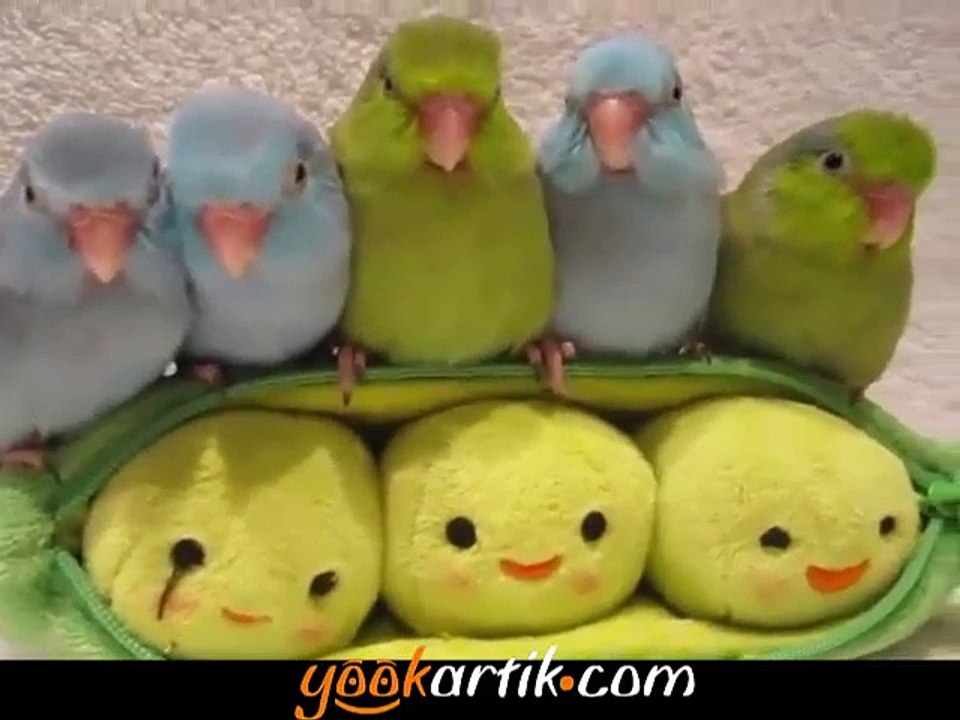 Beşiz papağanların sevimli halleri :)