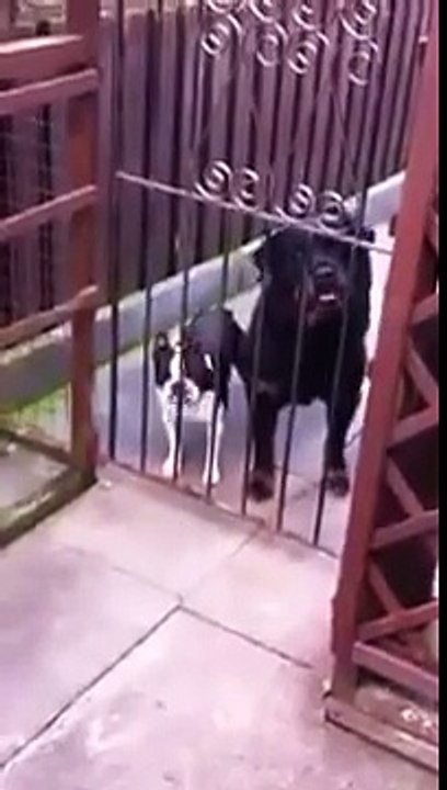 Hello says the dog