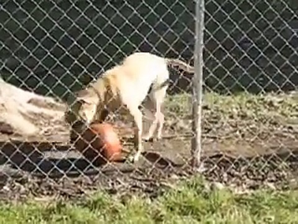 Dog or seal