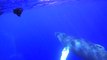 Incredible Close-Up Encounter With Humpback Whales