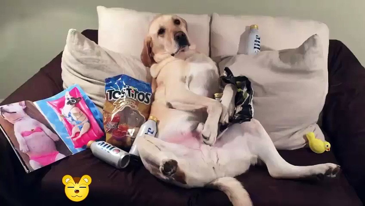 Videos Graciosos | Funny Videos - El Perro Holgazan, Soñando Nivel Brazzers, El Karma y Mas!