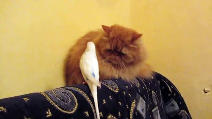 Funny parrot bothers very serious cat