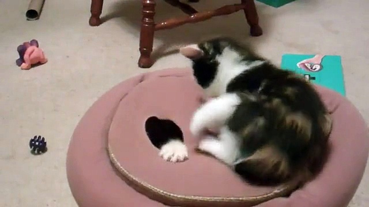 Des chatons qui s'amusent, trop cute #Zakch