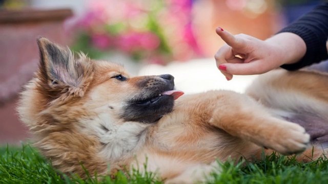 Dog training - Using rewards and positive reinforcement to train your dog