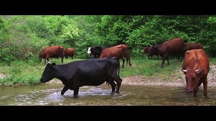 If Yogurt Were Advertised Like Beer