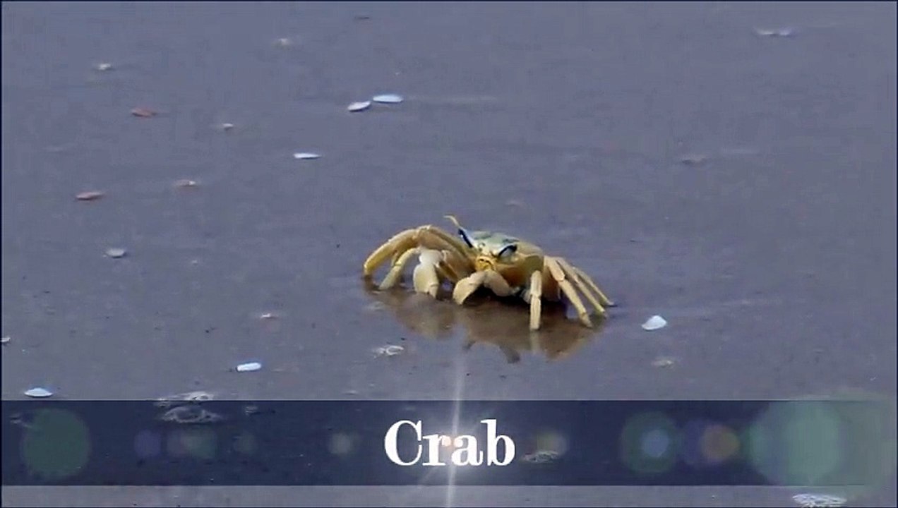 Crab