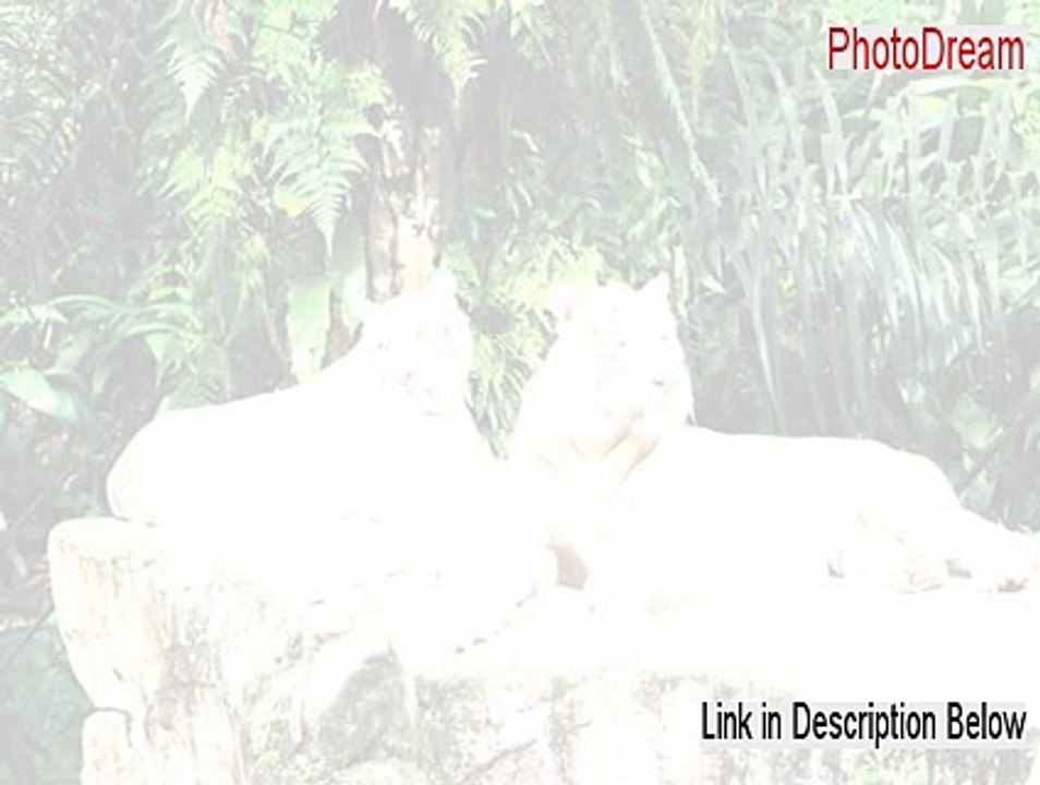 PhotoDream Cracked - Risk Free Download (2015)